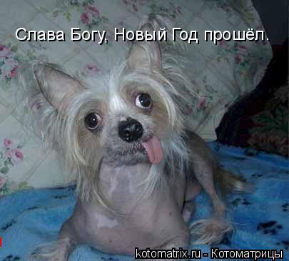 Слава Богу, Новый Год прошёл.... Котоматрица: Слава Богу, Новый Год прошёл.