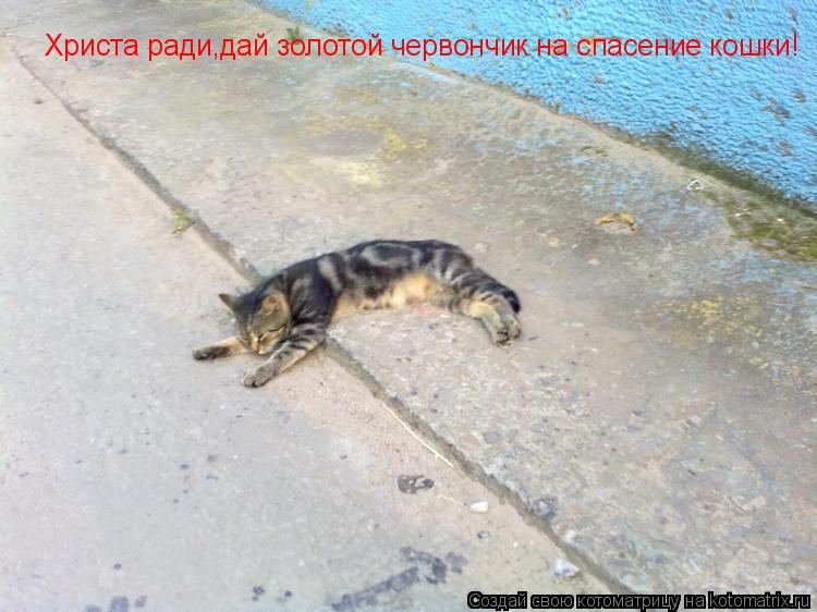 Христа ради,дай золотой червончик на спасение кошки!... Котоматрица: Христа ради,дай золотой червончик на спасение кошки!