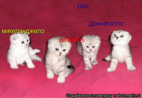 микеланджело рафаэль Доннатэлло Лео... Котоматрица: микеланджело рафаэль Доннатэлло Лео