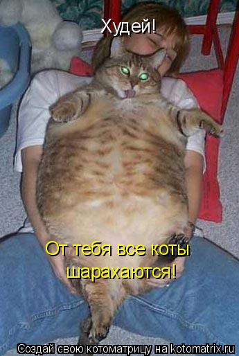 Котоматрица: Худей! От тебя все коты шарахаются! От тебя все коты  шарахаются!