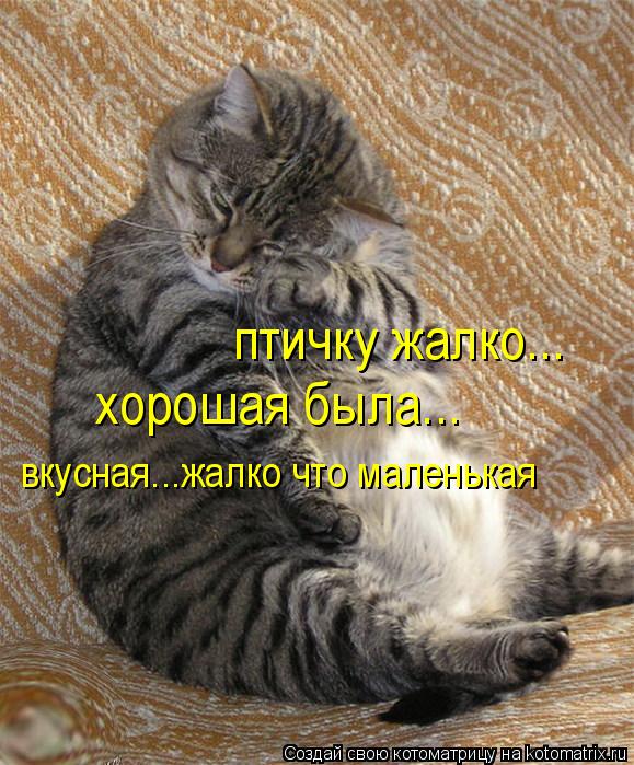 Котоматрица: птичку жалко... хорошая была... вкусная...жалко что маленькая
