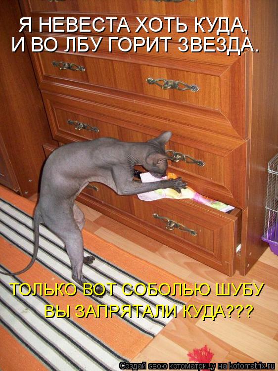 Я НЕВЕСТА ХОТЬ КУДА, И ВО ЛБУ ГОРИТ ЗВЕЗДА. ТОЛЬКО ВОТ СОБОЛЬЮ ШУБУ ВЫ ЗАПРЯТАЛИ КУДА???... Котоматрица: Я НЕВЕСТА ХОТЬ КУДА, И ВО ЛБУ ГОРИТ ЗВЕЗДА. ТОЛЬКО ВОТ СОБОЛЬЮ ШУБУ ВЫ ЗАПРЯТАЛИ КУДА???