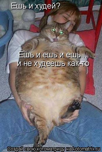 Ешь и худей? Ешь и ешь и ешь ... и не худеешь как-то... Котоматрица: Ешь и худей? Ешь и ешь и ешь ... и не худеешь как-то