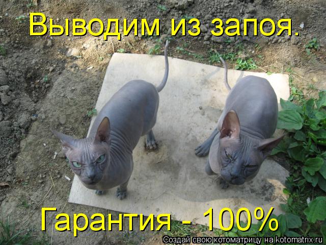 Выводим из запоя. Гарантия - 100%... Котоматрица: Выводим из запоя. Гарантия - 100%
