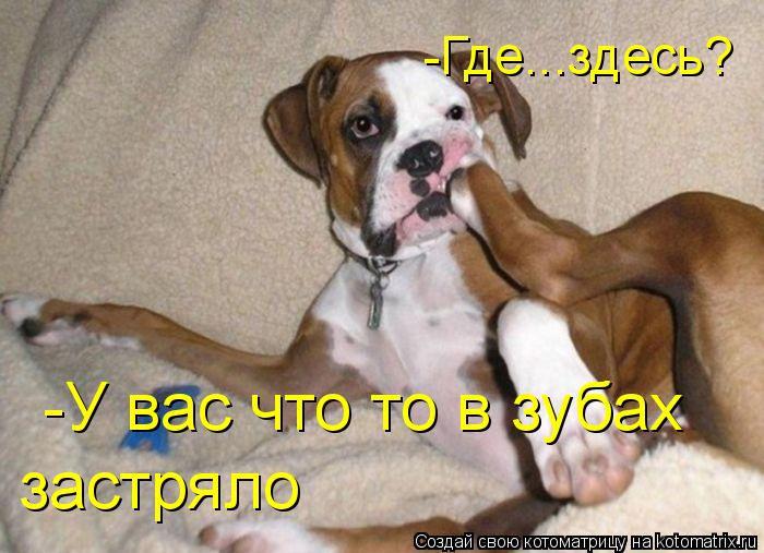 -Где...здесь? -У вас что то в зубах застряло... Котоматрица: -Где...здесь? -У вас что то в зубах застряло