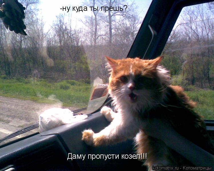Котоматрица: -ну куда ты прешь? Даму пропусти козел!!!