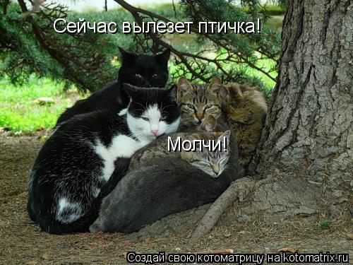Сейчас вылезет птичка! Молчи!... Котоматрица: Сейчас вылезет птичка! Молчи!