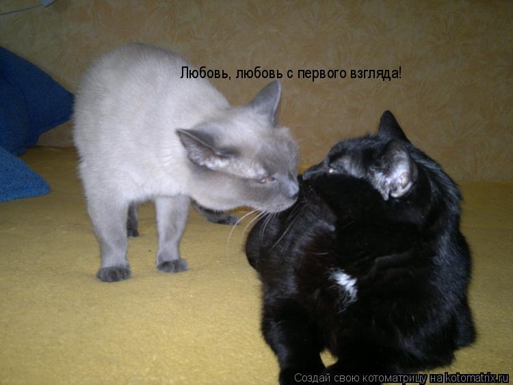 Котоматрица: Любовь, любовь с первого взгляда!