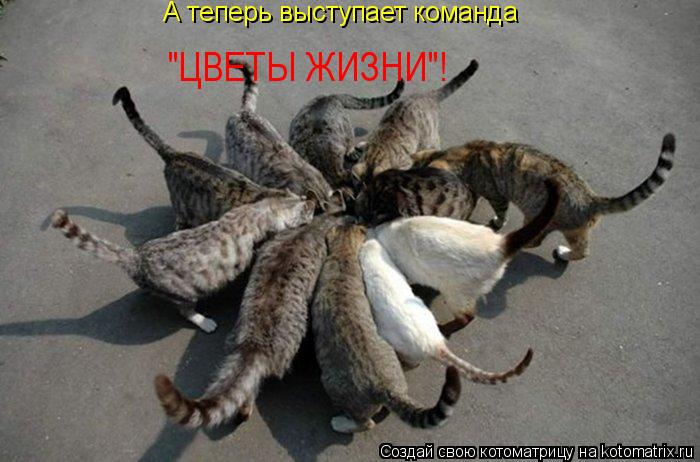 Котоматрица: А теперь выступает команда "ЦВЕТЫ ЖИЗНИ"!