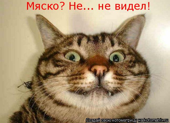 Мяско? Не... не видел!... Котоматрица: Мяско? Не... не видел!