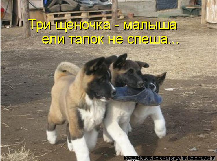 Три щеночка - малыша ели тапок не спеша...... Котоматрица: Три щеночка - малыша ели тапок не спеша...