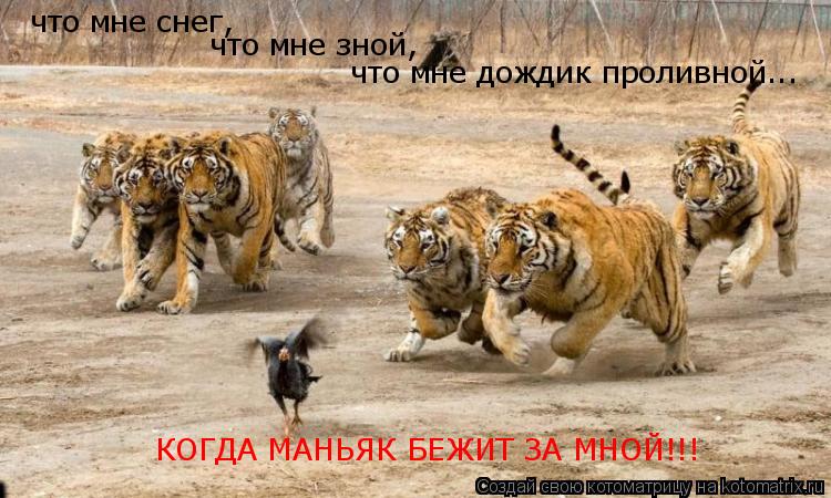 что мне снег, что мне зной, что мне дождик проливной... КОГДА МАНЬЯК БЕЖИТ ЗА МНОЙ!!!... Котоматрица: что мне снег, что мне зной, что мне дождик проливной... КОГДА МАНЬЯК БЕЖИТ ЗА МНОЙ!!!