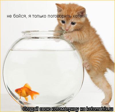 не бойся, я только поговорить хотел!!... Котоматрица: не бойся, я только поговорить хотел!!
