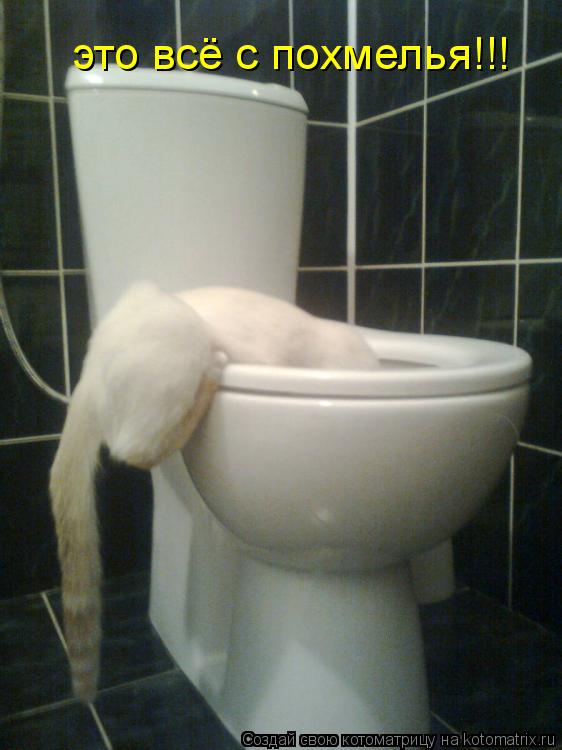 это всё с похмелья!!!... Котоматрица: это всё с похмелья!!!