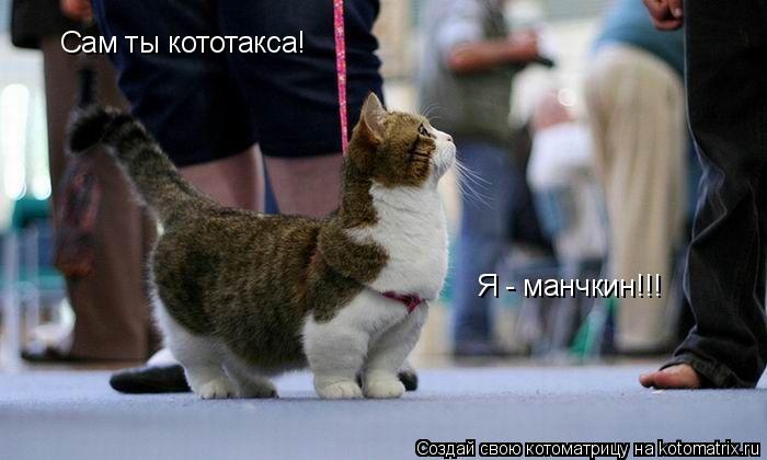 Сам ты кототакса! Я - манчкин!!!... Котоматрица: Сам ты кототакса! Я - манчкин!!!