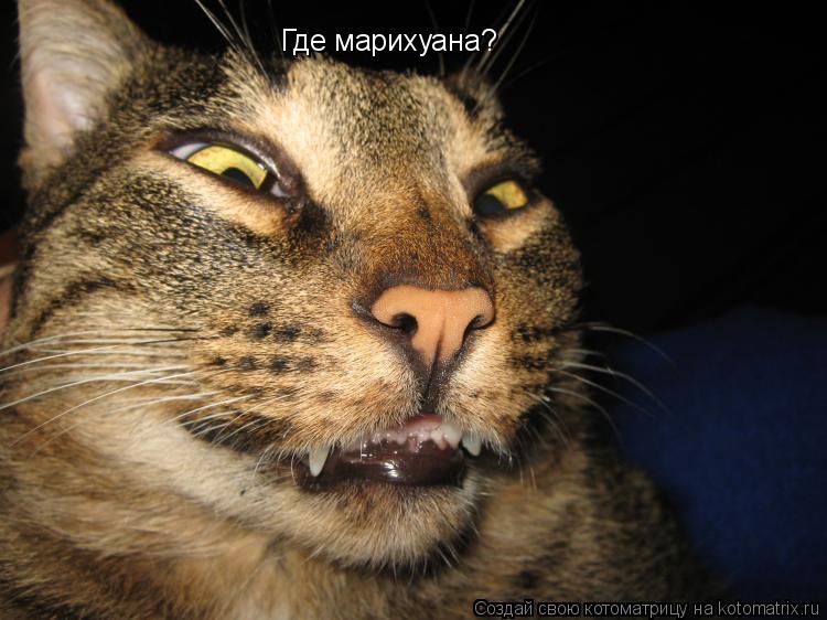 Где марихуана?... Котоматрица: Где марихуана?