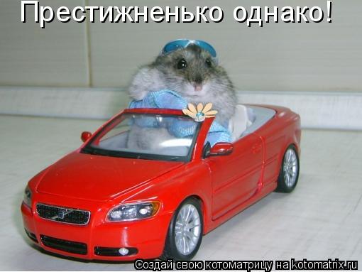 Котоматрица: Престижненько однако!