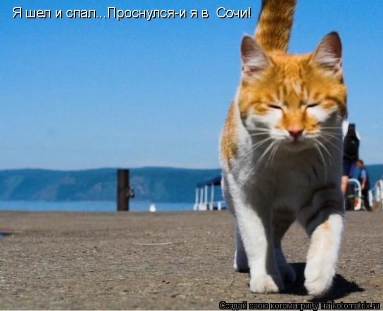 Котоматрица: Я шел и спал...Проснулся-и я в  Сочи!