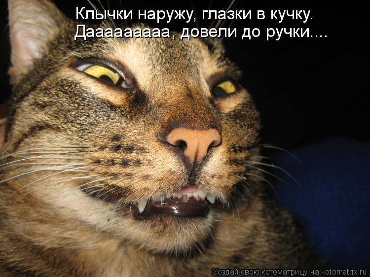 Котоматрица: Клычки наружу, глазки в кучку. Дааааааааа, довели до ручки....