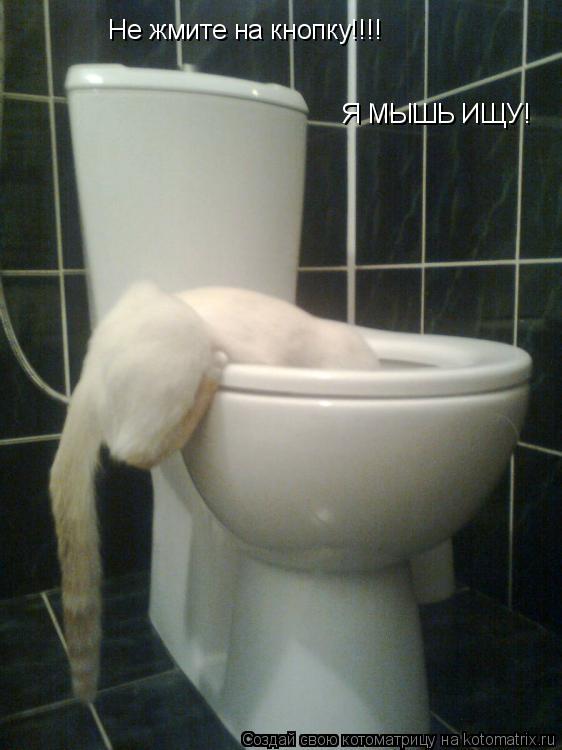 Котоматрица: Не жмите на кнопку!!!! Я МЫШЬ ИЩУ!