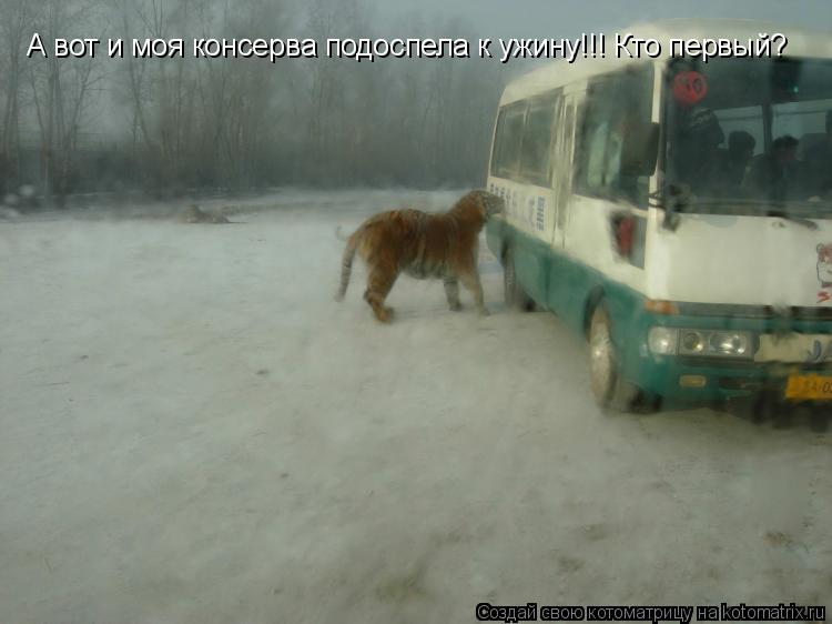 Котоматрица: А вот и моя консерва подоспела к ужину!!! Кто первый?