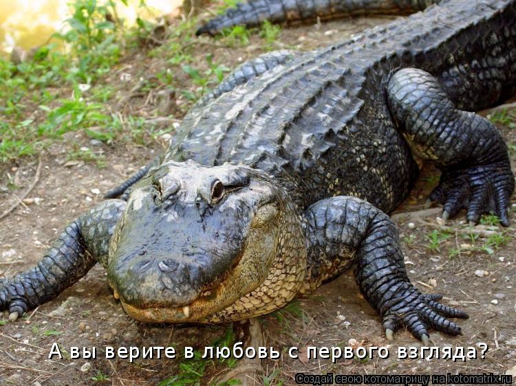 Котоматрица: А вы верите в любовь с первого взгляда?