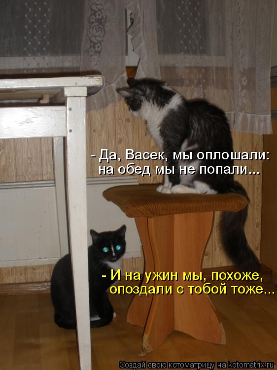 Котоматрица: - Да, Васек, мы оплошали: на обед мы не попали... - И на ужин мы, похоже, опоздали с тобой тоже...