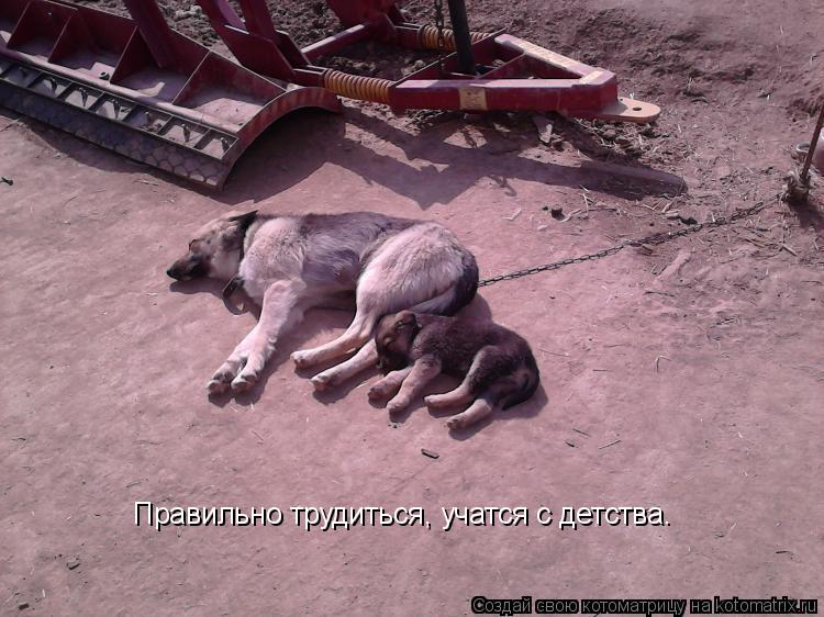 Котоматрица: Правильно трудиться, учатся с детства.