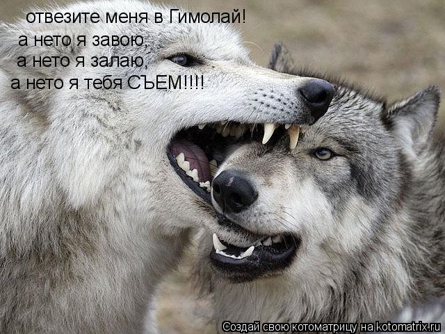 Котоматрица: отвезите меня в Гимолай! а нето я завою, а нето я залаю, а нето я тебя СЪЕМ!!!!