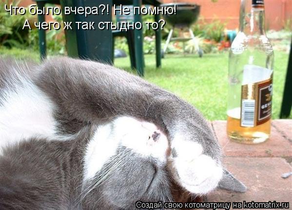 Котоматрица: Что было вчера?! Не помню! А чего ж так стыдно то?