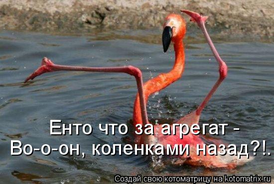Котоматрица: Енто что за агрегат -  Во-о-он, коленками назад?!.