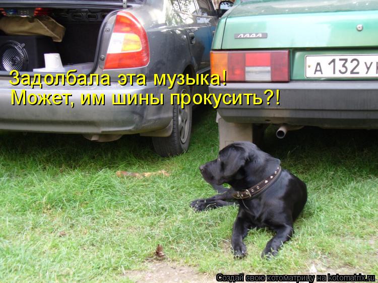 Задолбала эта музыка! Может, им шины прокусить?!... Котоматрица: Задолбала эта музыка! Может, им шины прокусить?!