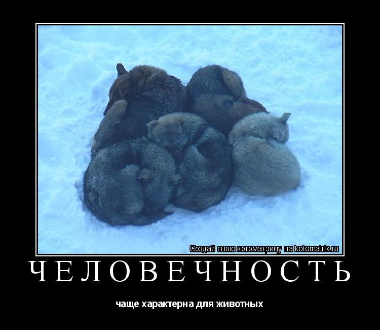 человечность чаще характерна для животных... Котоматрица: человечность чаще характерна для животных