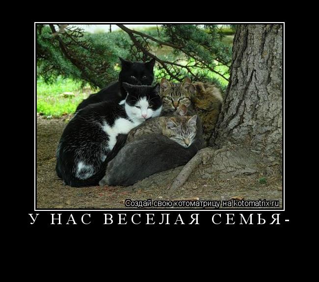 Котоматрица: У нас веселая семья- 