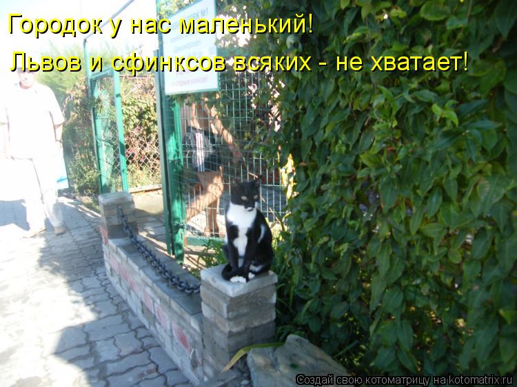 Котоматрица: Городок у нас маленький! Львов и сфинксов всяких - не хватает!