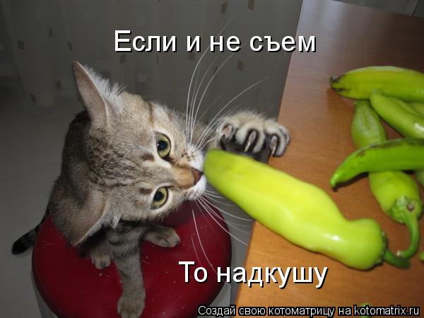 Котоматрица: Если и не съем То надкушу