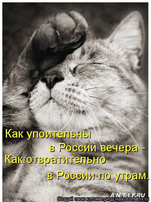 Котоматрица: Как упоительны в России вечера - Как отвратительно в России по утрам.