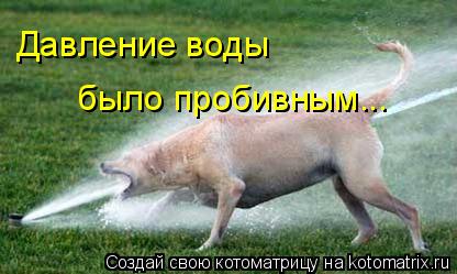 Котоматрица: Давление воды было пробивным...