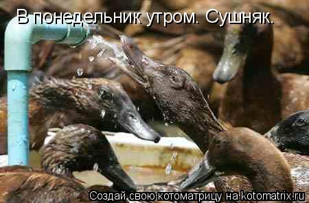 Котоматрица: В понедельник утром. Сушняк.