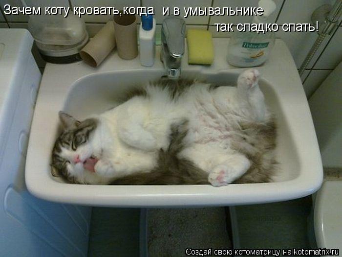 Зачем коту кровать,когда и в умывальнике так сладко спать!... Котоматрица: Зачем коту кровать,когда и в умывальнике так сладко спать!