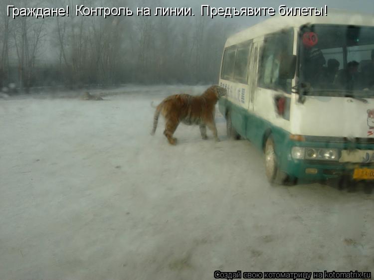 Котоматрица: Граждане! Контроль на линии. Предъявите билеты!