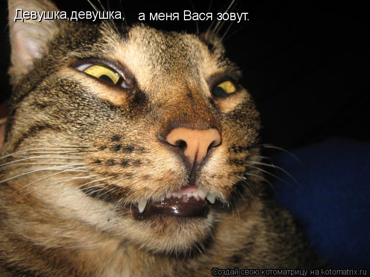 Котоматрица: Девушка,девушка, а меня Вася зовут.