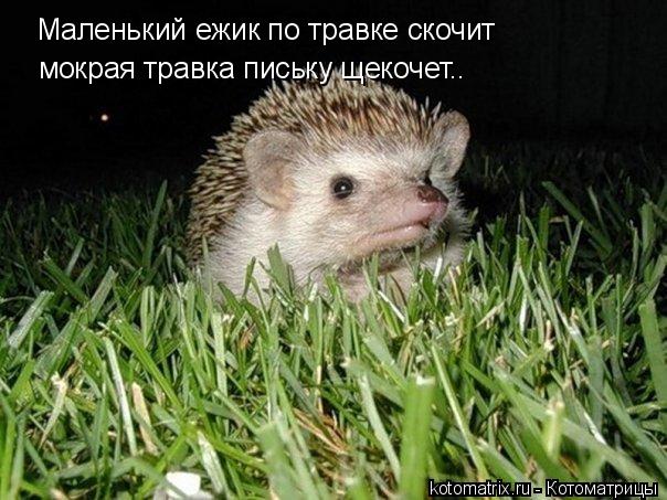 Котоматрица: Маленький ежик по травке скочит мокрая травка письку щекочет..