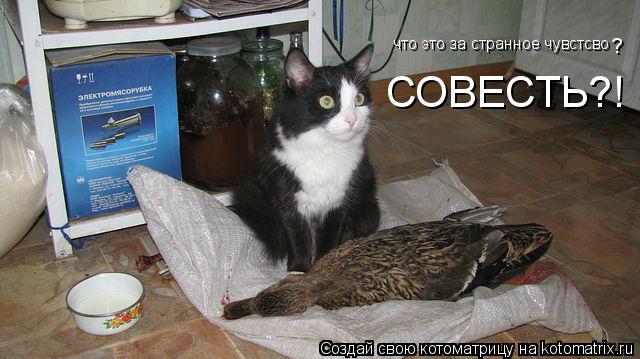 Котоматрица: что это за странное чувстсво ? СОВЕСТЬ?!