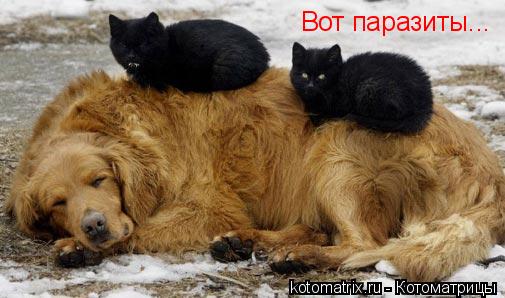 Котоматрица: Вот паразиты...