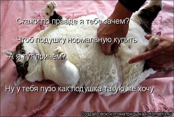 Котоматрица: Скажи по правде я тебе зачем? Чтоб подушку нормальную купить -А я тут причём? Ну у тебя пузо как подушка такую же хочу