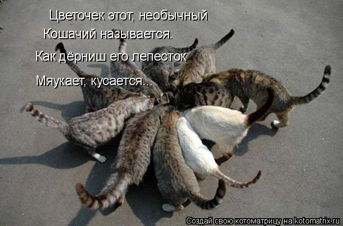 Котоматрица: Цветочек этот, необычный Кошачий называется. Как дёрниш его лепесток Мяукает, кусается...