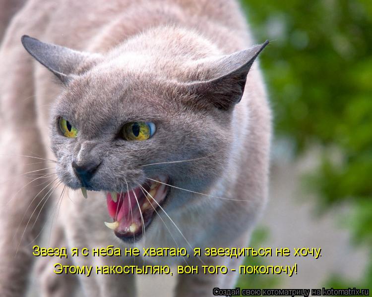 Котоматрица: Звезд я с неба не хватаю, я звездиться не хочу. Этому накостыляю, вон того - поколочу!