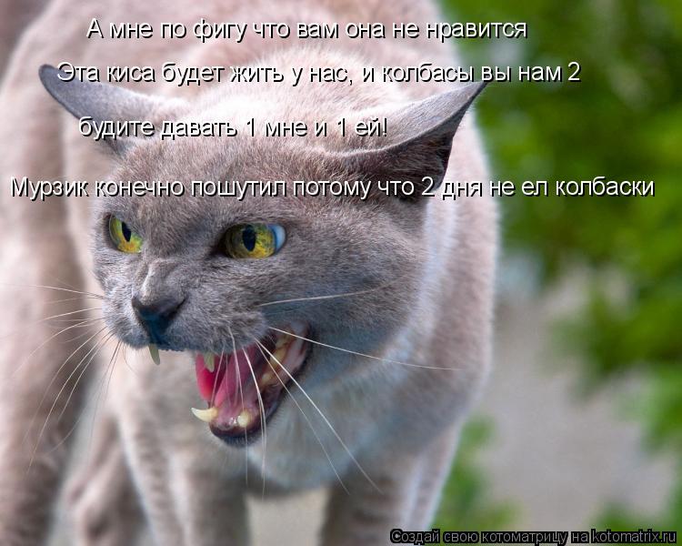 Котоматрица: А мне по фигу что вам она не нравится Эта киса будет жить у нас, и колбасы вы нам 2  будите давать 1 мне и 1 ей! Мурзик конечно пошутил потому что