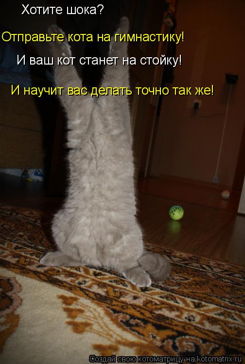 Котоматрица: Хотите шока? Отправьте кота на гимнастику! И ваш кот станет на стойку! И научит вас делать точно так же!
